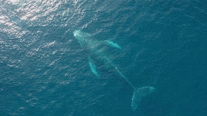 Buckelwal auf schwimmender Plattform wird von Schlepper über Ostsee Richtung Nordsee transportiert
