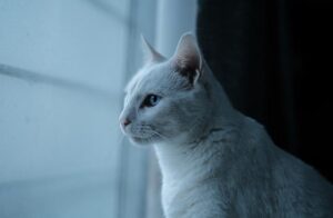 Kostenloses Glasfaserangebot: Giga Fiber wegen umstrittener Werbemethoden abgemahnt