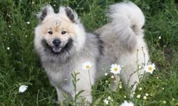 Olaf Scholz: Diese Lieder werden beim Großen Zapfenstreich gespielt