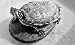 Wackelige Grenzpläne: Zweifel an Frei & Dobrindt