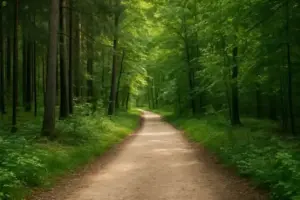 Gelbes Polizeiabsperrband vor einem Waldgebiet mit unscharfem Hintergrund und Erdfläche im Vordergrund.