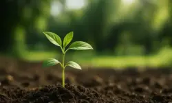 Fotorealistische Aufnahme eines grünen Pflänzchens im Boden, als Metapher für Wachstum, Nachhaltigkeit und Zukunft in Pforzheim.