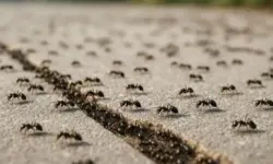 Ameisenstraße auf Asphalt, stellvertretend für die Ausbreitung invasiver Ameisenarten wie Tapinoma magnum in Deutschland.