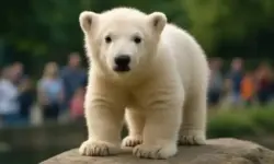 Junger Eisbär steht auf einem Felsen mit unscharfem Hintergrund aus Bäumen und Menschen.