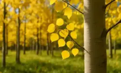 Nahaufnahme einer Zitterpappel mit gelben Blättern im herbstlichen Wald bei Sonnenlicht, Vordergrund scharf, Hintergrund unscharf.
