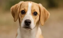 Ein junger, braun-weißer Hund schaut mit großen Augen direkt in die Kamera.