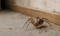 Nahaufnahme einer braunen Spinne auf einem Kellerboden mit unscharfem Hintergrund und natürlicher Beleuchtung.