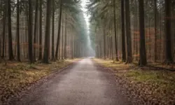 Der Forstenrieder Park im Süden Münchens: In dem Waldgebiet wurde im November eine 34-jährige Münchnerin tot aufgefunden. Die Ermittlungen ergaben später, dass kein Gewaltverbrechen vorlag. (Symbolbild)