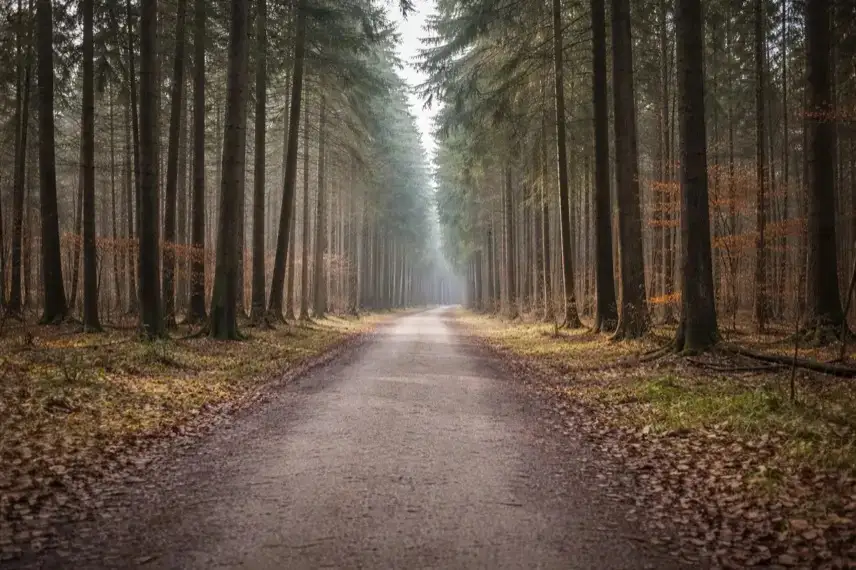 Der Forstenrieder Park im Süden Münchens: In dem Waldgebiet wurde im November eine 34-jährige Münchnerin tot aufgefunden. Die Ermittlungen ergaben später, dass kein Gewaltverbrechen vorlag. (Symbolbild)