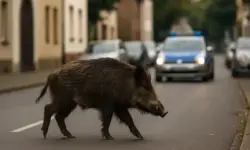 Wildschwein steht allein auf einer ruhigen Wohnstraße bei Tageslicht.