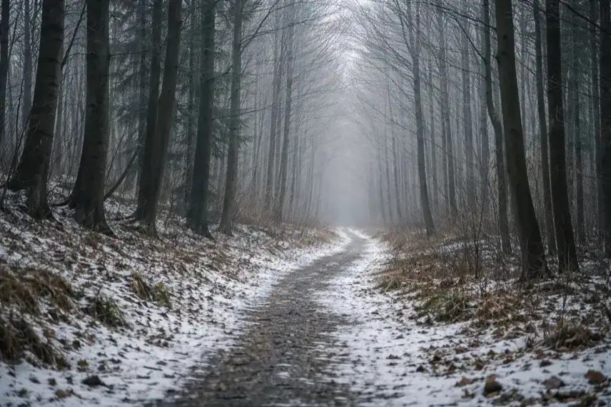 Winterliches Waldstück in der Steiermark mit kahlen Bäumen und schmalem Weg, aufgenommen bei diffusem Tageslicht