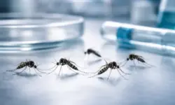 Makroaufnahme von Stechmücken neben Laborgefäßen zur Mückenbekämpfung mit genetisch veränderten Mücken