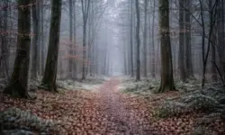 Winterlicher Wald mit kahlen Bäumen und schmalem Weg im Wattenbeker Gehege bei Neumünster, ruhige Landschaft ohne Menschen.