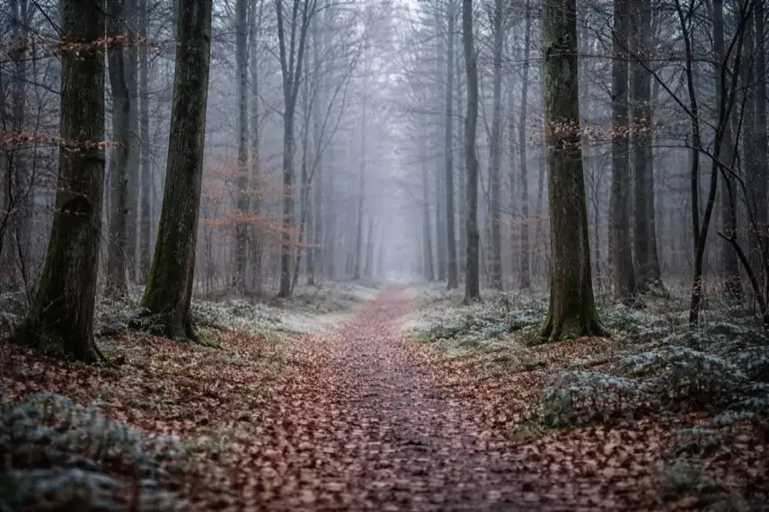 Winterlicher Wald mit kahlen Bäumen und schmalem Weg im Wattenbeker Gehege bei Neumünster, ruhige Landschaft ohne Menschen.
