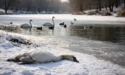 Verendeter Wasservogel am Ufer eines zugefrorenen Sees in Berlin im Winter, eisfreie Wasserstelle und Schnee im Hintergrund.