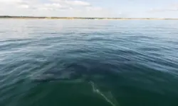 Ostsee mit ruhiger Wasseroberfläche und schemenhaftem großen Meerestier nahe Küste Mecklenburg-Vorpommern