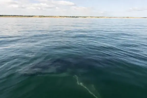 N.A.D.R. - Aktuelle Nachrichten & News