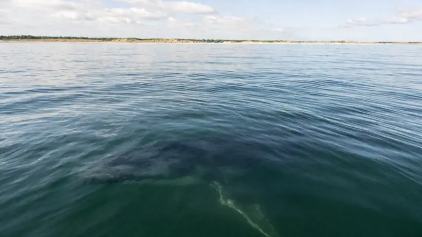 Ostsee mit ruhiger Wasseroberfläche und schemenhaftem großen Meerestier nahe Küste Mecklenburg-Vorpommern