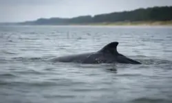 Wal in flachem Ostsee-Küstenwasser nahe Ufer, Rückenflosse sichtbar, ruhige See und entfernte Küstenlinie