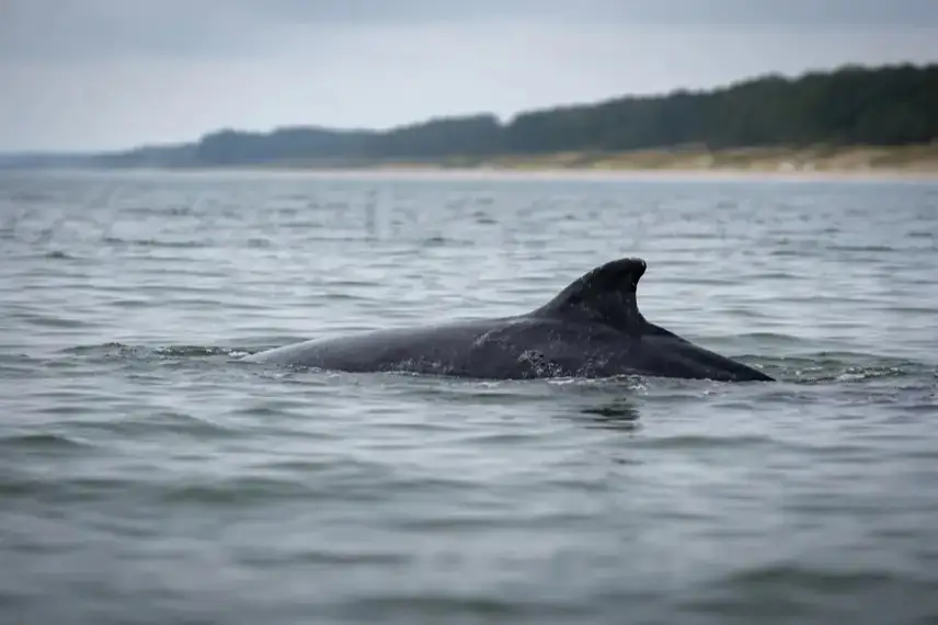 Wal in flachem Ostsee-Küstenwasser nahe Ufer, Rückenflosse sichtbar, ruhige See und entfernte Küstenlinie